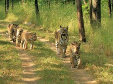 pench-tiger-cubs